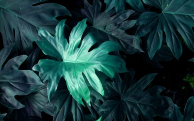 Blatt blau