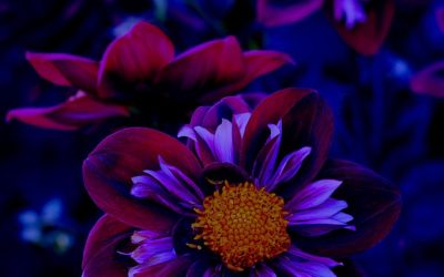 Night flower