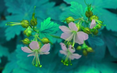 Geranium türkis