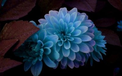 image001