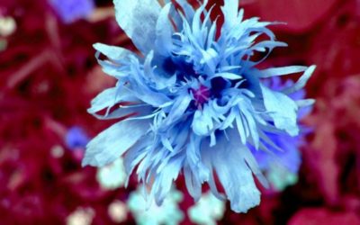 Blue Mohn