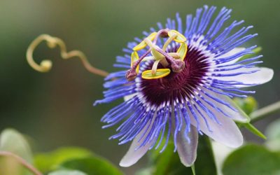 Passionsblume