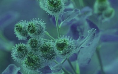 Distel