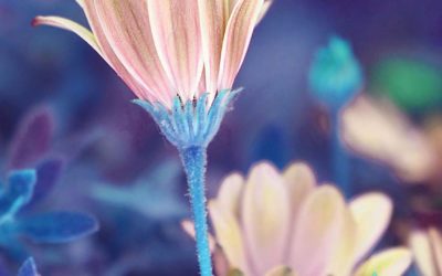 Shy flower