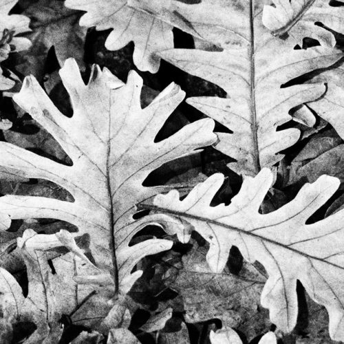 Leaves