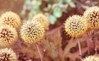 Globe thistle